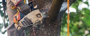 Best Fruit Tree Pruning  in Ben Lomond, CA