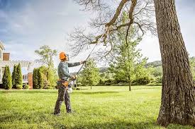  Ben Lomond, CA Tree Care Pros
