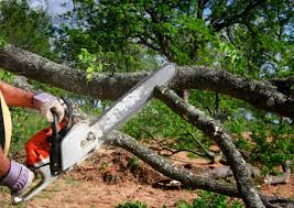 Best Tree and Shrub Care  in Ben Lomond, CA