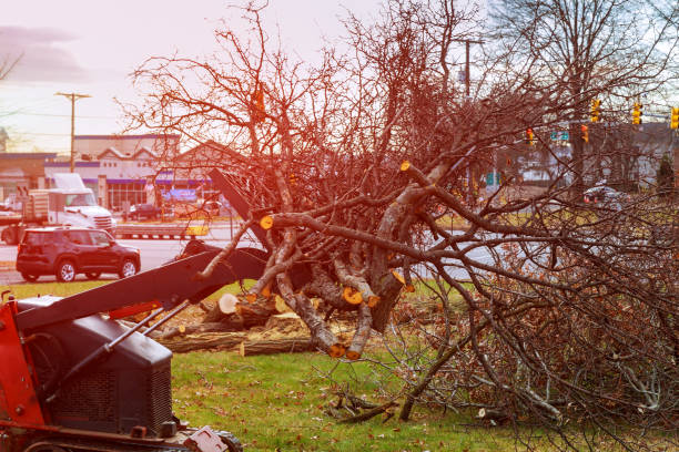 Best Root Management and Removal  in Ben Lomond, CA