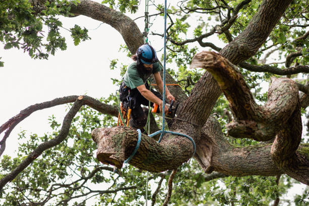 Best Tree Trimming and Pruning  in Ben Lomond, CA