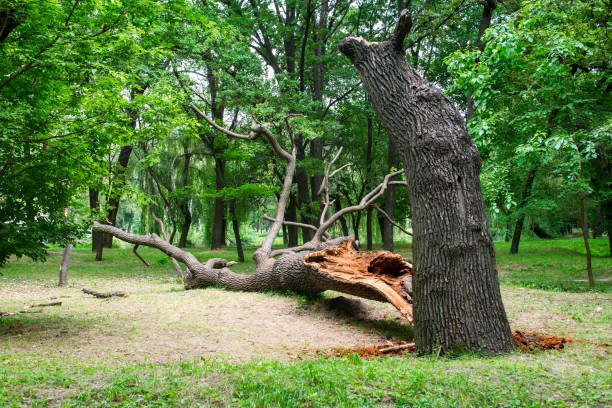 Best Tree Health Inspection  in Ben Lomond, CA