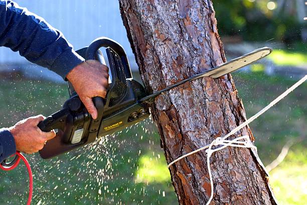 Best Lawn Irrigation Installation and Maintenance  in Ben Lomond, CA