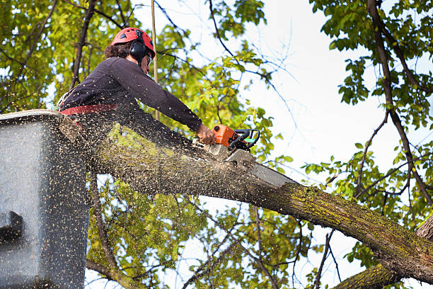 Best Pest Control for Lawns  in Ben Lomond, CA