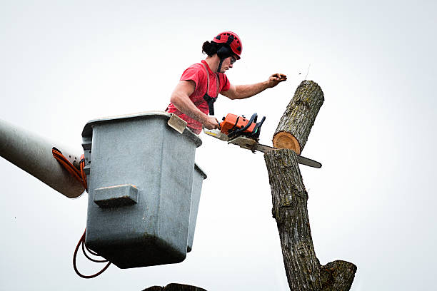 Trusted Ben Lomond, CA Tree Care Experts
