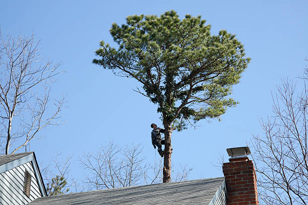 Best Tree Trimming and Pruning  in Ben Lomond, CA