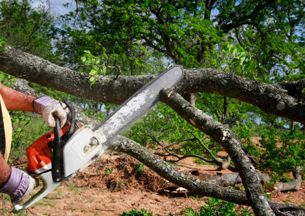 Best Emergency Tree Removal  in Ben Lomond, CA