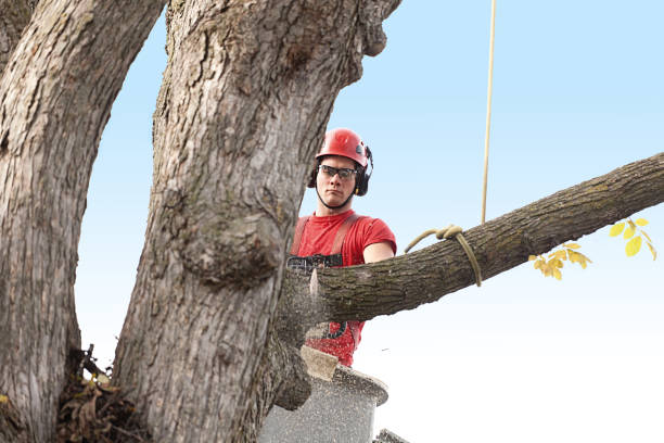 Best Arborist Consultation Services  in Ben Lomond, CA